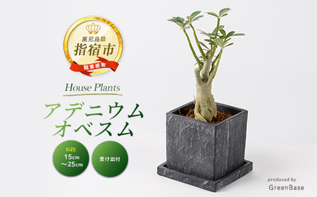 2026年5月中旬～発送【観葉植物】アデニウム・オベスム15cm～25cm (Green Base/IB003-053) 南国鹿児島県で育った 観葉植物！植物 鉢付 インテリア 室内 オフィス おしゃれ プレゼント ギフト 開店祝い 移転祝い ※北海道・沖縄・離島配送不可