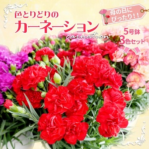 色とりどりのカーネーション （5号鉢） 3色セット 母の日 花 プレゼント (KAQ-1)