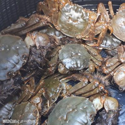 ふるさと納税 四万十市 濃厚な旨み!清流四万十川・天然モクズガニ 約1kg(大小混合) |  | 01