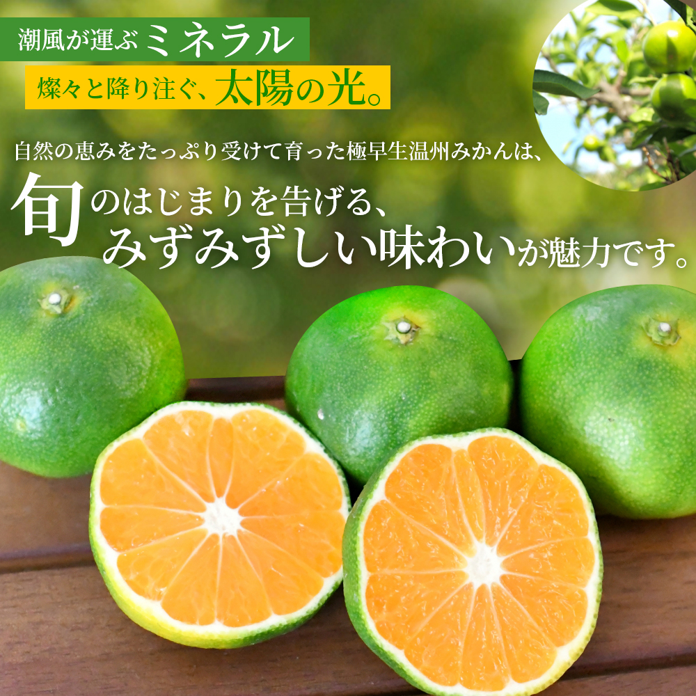 仲森農園の極早生温州みかん 約5kg みかん ミカン 蜜柑 温州みかん 温州ミカン 柑橘 フルーツ 果物 くだもの 甘い 旬 数量限定 期間限定 産地直送 10000円 三重県 熊野市【2026年9月