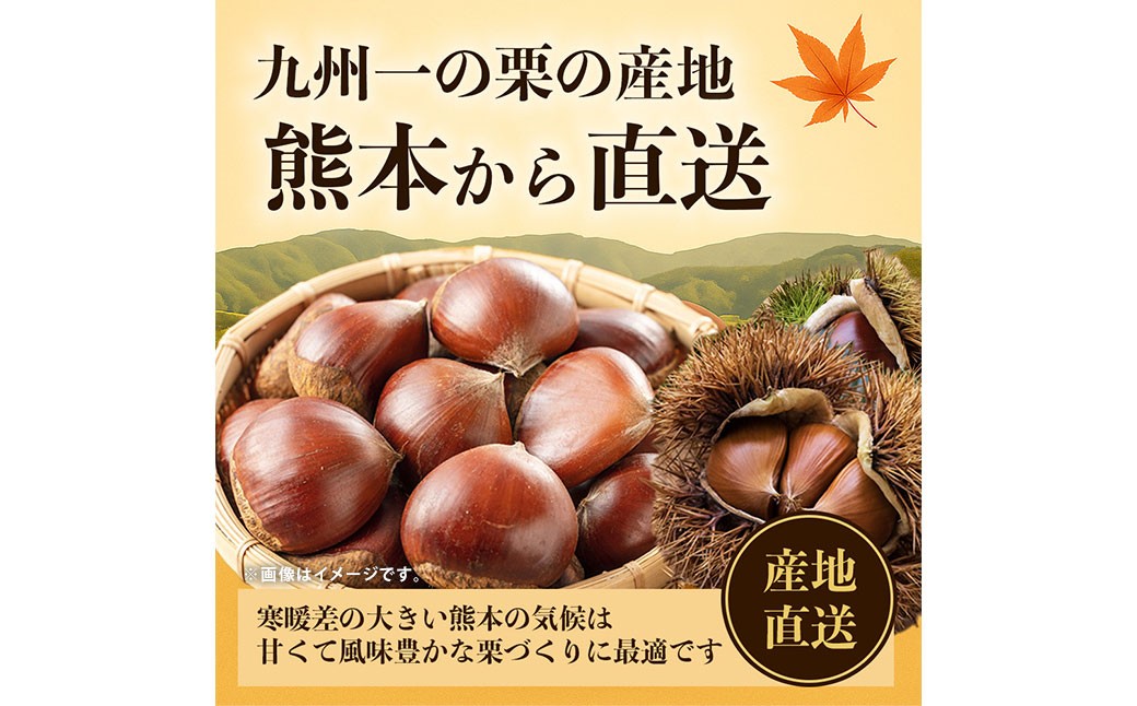 生栗 クリ 大粒2L以上 約3kg