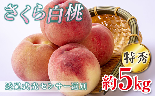 
            2025年出荷分 《先行予約》 福島県産 さくら白桃 約5kg 特秀 12度以上 透過式光センサー 2025年9月上旬～2025年9月中旬発送 先行予約 予約 大玉 固め 白桃 伊達の桃 桃 もも モモ 果物 くだもの フルーツ 国産 食品 F20C-353
          