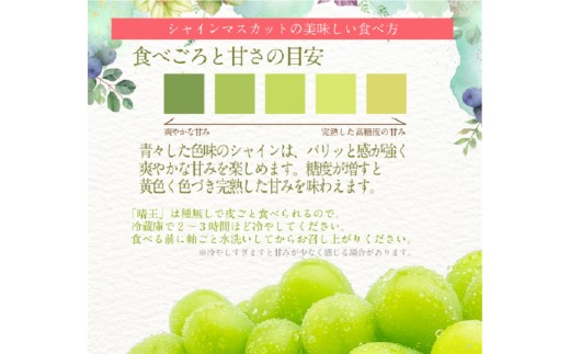 シャインマスカット 晴王 1房 約700g 2回 定期便