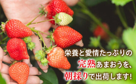 糸島産 完熟あまおう 280g×2パック(デラックスサイズ) 糸島市 / 小河農園[AJN001] いちご 苺 イチゴ あまおう 果物 フルーツ ストロベリー グルメ パフェ ケーキ パンケーキ あま