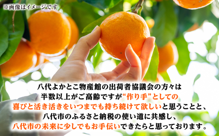 熊本県八代市産 ご家庭用みかん5kg 蜜柑 柑橘 ミカン