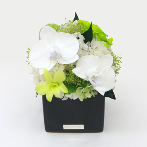 胡蝶蘭キューブM 花 お花 プリザーブドフラワー ギフト プレゼント お祝い 誕生日 お供え アレンジ インテリア 東京都 墨田区 グリーン