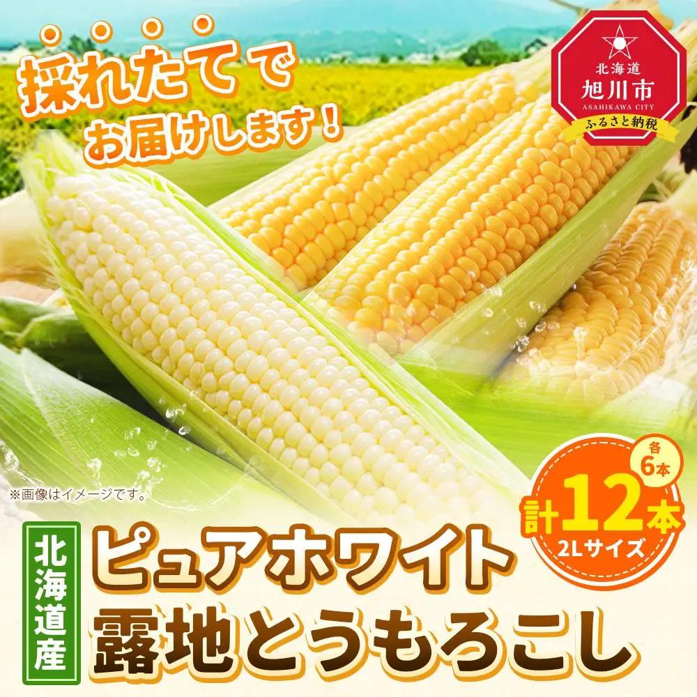 高評価★5.0【先行予約】北海道産ピュアホワイト・露地とうもろこし　計12本 2026年8月下旬から発送開始 | とうもろこし_00113