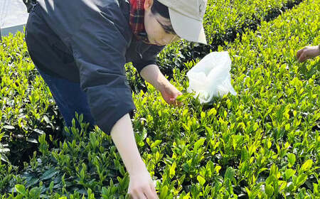honesTea 緑茶 1パック（4g 10個入り）静岡県 静岡茶 茶 お茶 日本茶 茶葉 緑茶 ティーバッグ お茶パック