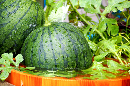 A-1273 【先行予約】益田産 西瓜 1玉【すいか 先行予約 季節限定 期間限定 早期予約 スイカ 果物 くだもの フルーツ】