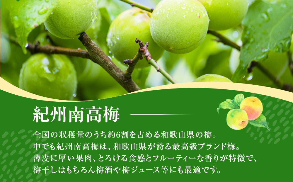 青梅 約3kg 訳あり 紀州南高梅 シロップ・梅酒・梅干し用など 和歌山県有田産 2026年5月下旬～7月上旬発送予定