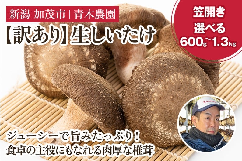 
                  【訳あり】【選べる数量】生しいたけ 笠開き 約600g（11～21個）約1.3kg（23～39個） 《順次発送》 品評会で金賞受賞！ きのこ 訳あり しいたけ 椎茸 特大 食べ応えある大きさ 肉厚で旨味たっぷり！ 加茂市 青木農園
                