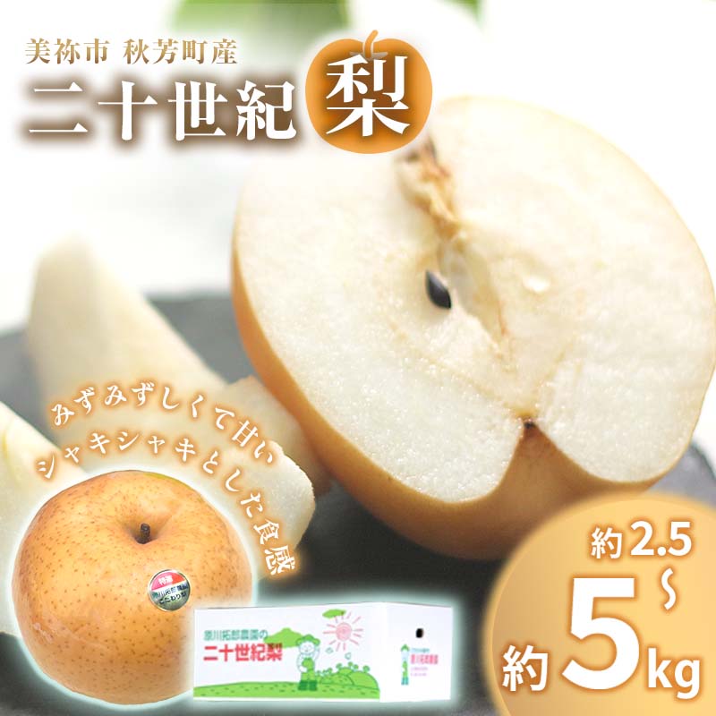 【ふるさと納税】 美祢市 秋芳町 産 二十世紀梨 5 ～ 6玉 ( 約2.5kg以上 ) / 約 5kg 先行予約〈 2025年9月上旬 ～ 9月末頃 発送予定〉｜ 二十世紀 なし 梨 フルーツ 大きい BIG サイズ 特産品 美祢市 美祢 山口県 山口 秋芳町 秋芳 カルスト台地 先行予約
