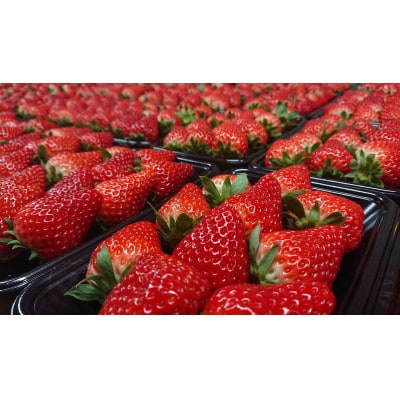 【いちご280g×4パック】坂の上のいちご 山梨県山梨市産【配送不可地域:離島】