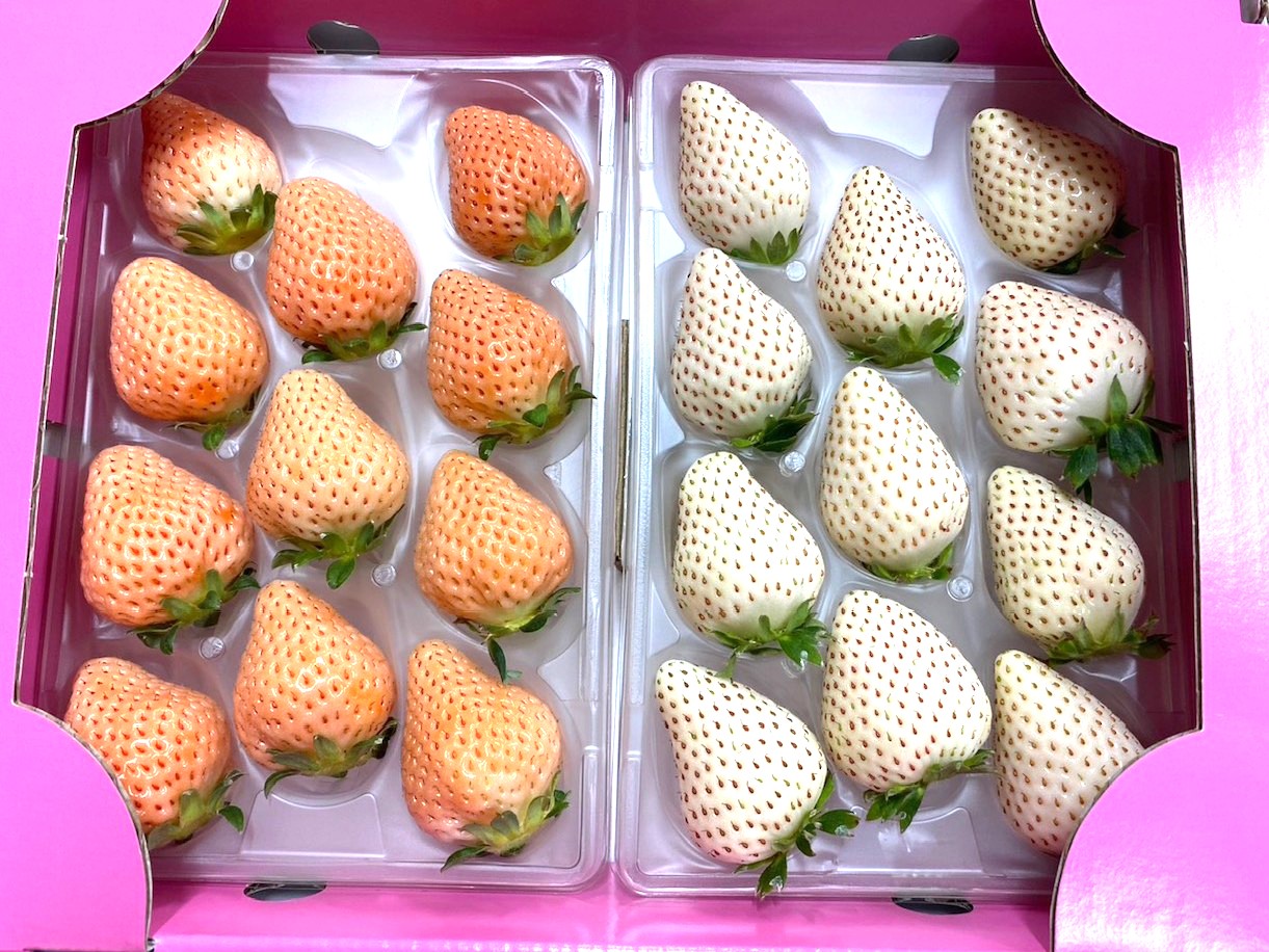 
                  【セット】岸川農園の白いちごセット「淡雪、こころの色」220ｇ×各1P
                