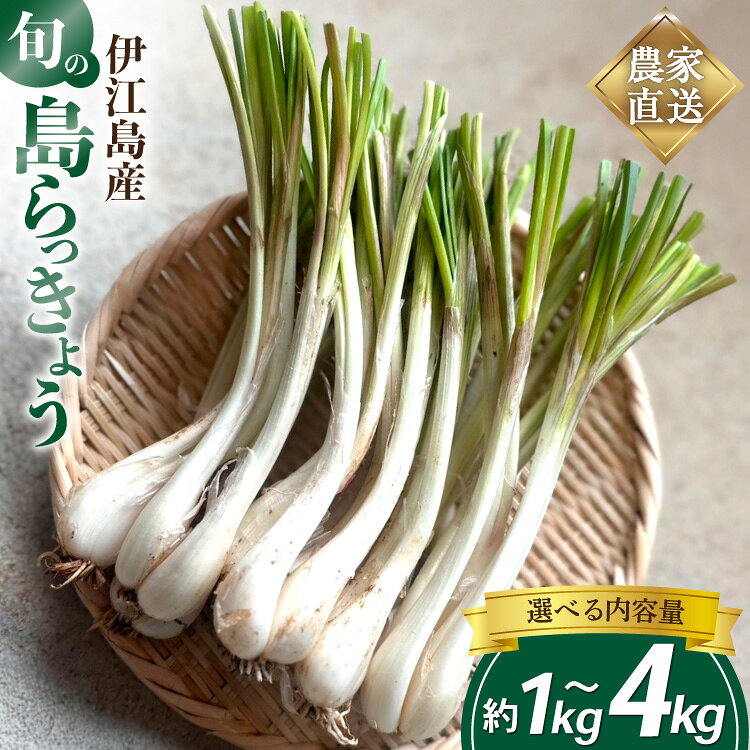 【ふるさと納税】 【期間限定発送】 島らっきょう 生 約 1kg 2kg 4kg [畑シンカ 沖縄県 伊江村 ie47bde250003] 沖縄 らっきょう ラッキョウ らっきょ ラッキョ 島ラッキョウ しまらっきょう 島らっきょ 島ラッキョ 野菜 やさい 浅漬け 漬物 つけもの ◎