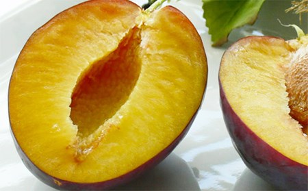 山形の生プルーン(プレジデント)1.8kg以上(450g×4パック)【令和6年産先行予約】 FU21-635