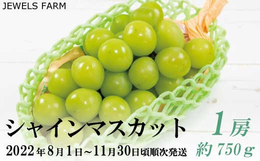 
[No.5657-3323]朝採り新鮮 産地直送 シャインマスカット 約750g×1房《JEWELS FARM》■2022年発送■※8月上旬頃～11月下旬頃まで順次発送予定
