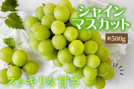 【先行予約】【定期便 2回コース】フルーツ定期便2回(アールスメロン1玉 1.7kg以上 ＆ シャインマスカット1房) 【2026年8月中旬以降順次発送予定】 [B-3216]