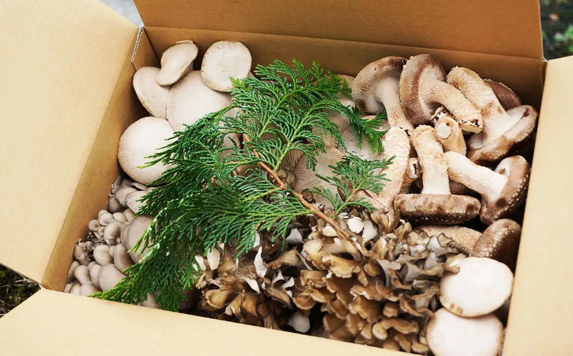 採れたてきのこ4種詰め合わせセット　約1.5kg ／ キノコ 茸 新鮮 もぎたて 産地直送 農薬不使用 中華料理 天ぷら 鍋物 BBQ 菌床しいたけ エリンギ まいたけ ひらたけ 山口県 特産品 No