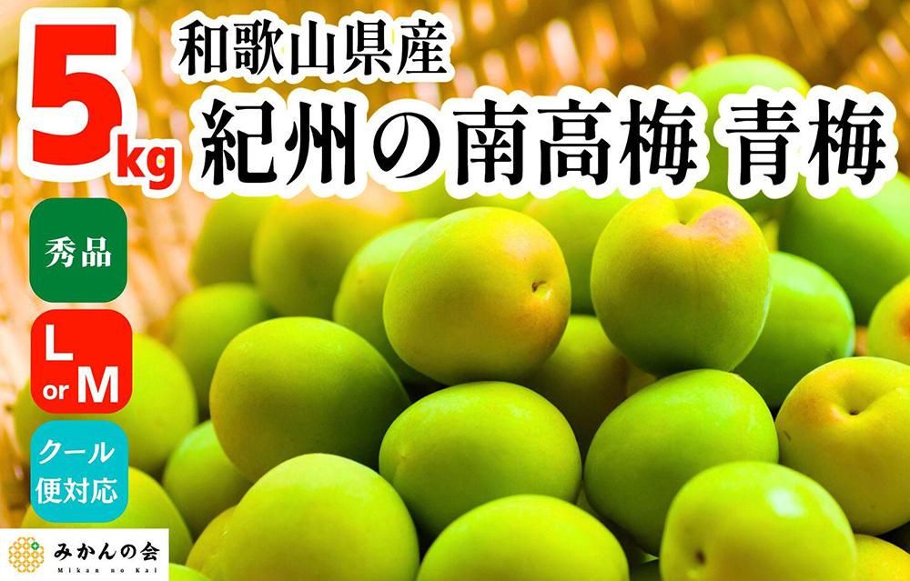 【2025年6月上旬出荷】青梅 南高梅 5kg 秀品  LまたはMサイズ 和歌山県産 A品 梅酒作り用 梅ジュース作り用 AX97