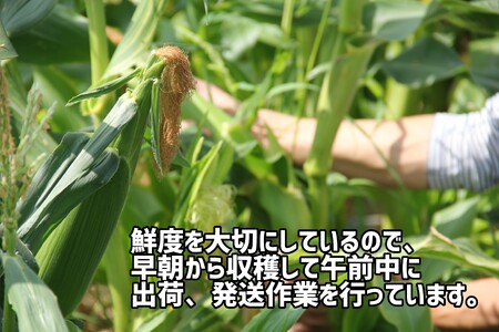 〈予約受付〉2025年産 善通寺市産 スイートコーン 2.5kg（鮮度保持袋入り）　【2025年６月頃から発送開始予定のお品です】