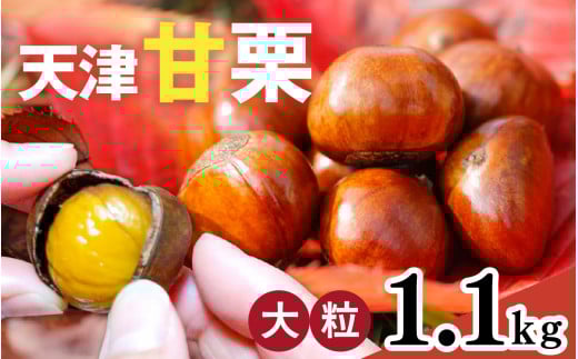【先行予約】 天津甘栗 1.1kg / 栗 甘栗 天津甘栗 新栗 ※2025年10月下旬より順次発送予定