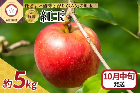 【2026年10月中旬発送】 【特選】りんご 5kg 紅玉 青森