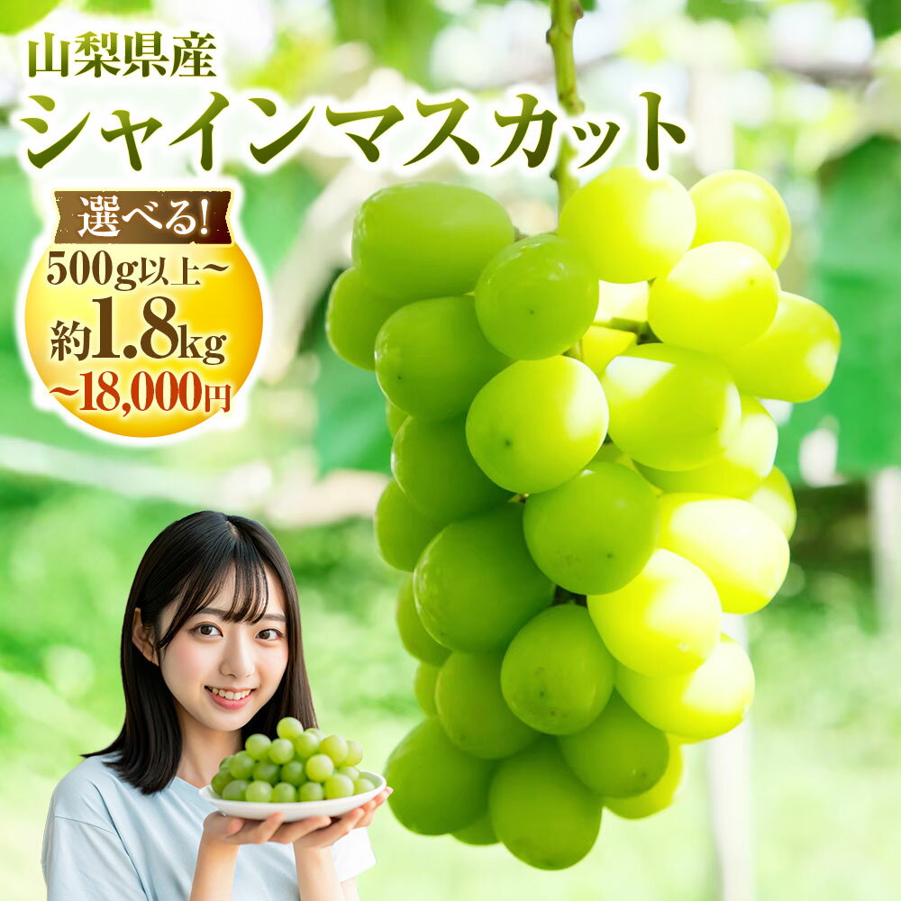 【ふるさと納税】＜選べる内容量＞ 山梨県産 シャインマスカット 500g以上～約1.8kg（ 1房 ／ 2～4房 ） 10000円 ～ 18000円 1万円 ～ 1万8000円 マスカット ぶどう ブドウ 葡萄 くだもの 果物 フルーツ 種なし 山梨県 中央市 送料無料 【2026年8月下旬-10月下旬発送予定】