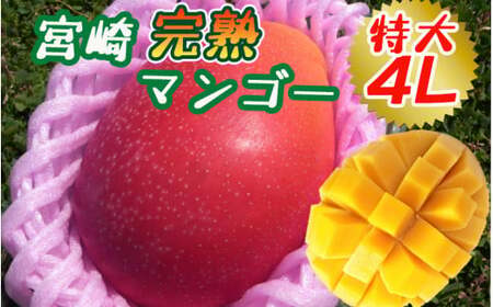 完熟!宮崎マンゴー(特秀 大玉4Lサイズ約600g 1玉)