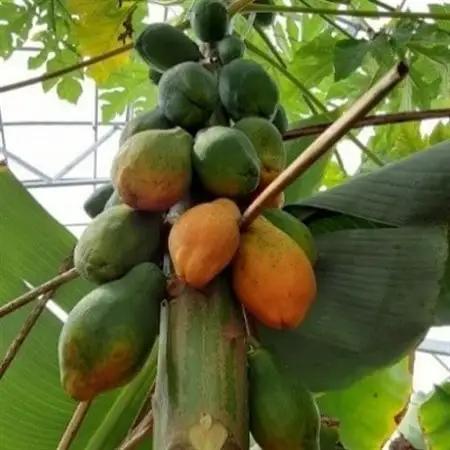 【ほうおうパパイヤ】とろっとあまい!群馬県太田市でうまれた希少な国産フルーツパパイヤ1kg_果物・フルーツ   くだもの_【配送不可地域：離島】【1595253】