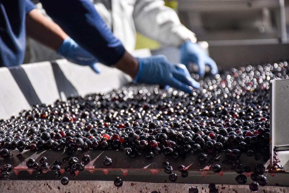 十勝ワイン  ハーフ24本セット(360ml×24本)