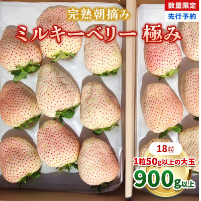 [数量限定] 完熟朝摘みミルキーベリー 極み 18粒《1月初旬～2月初旬に順次発送》 澳原いちご農園【配送不可地域：離島】【1680086】
