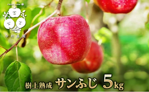 
                  フルーツファーム中村農園　【11月下旬発送 先行予約】樹上熟成　サンふじ 5kg |  りんご サンふじ 糖度 酸味 林檎 人気 おすすめ 果物 フルーツ 大玉 贈答用 ギフト 送料無料 長野県 長野市 信州 信濃 ふるさと納税
                