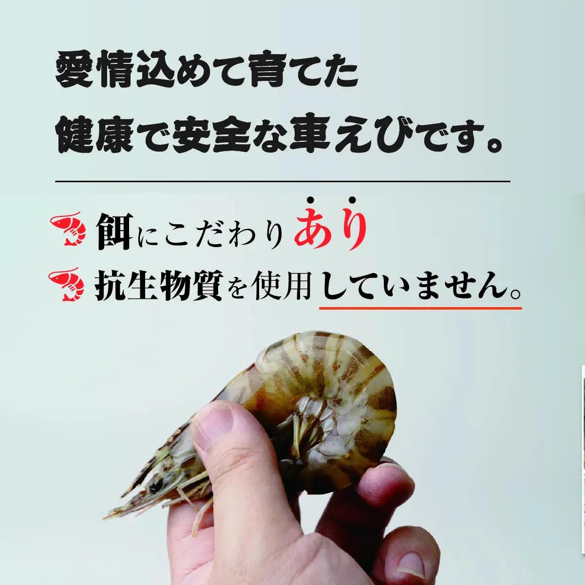 車海老 急速冷凍 活きな 車えび【無頭8～10尾(約140g)×2袋セット】【配送不可地域：離島】