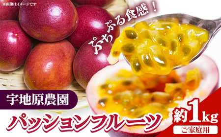 【2026年発送】宇地原農園の パッションフルーツ 約1kg（9個～）【ご家庭用】- 国産 南国フルーツ 家庭用 果物 甘い 酸味 爽やか 美味しい 沖縄県 八重瀬町