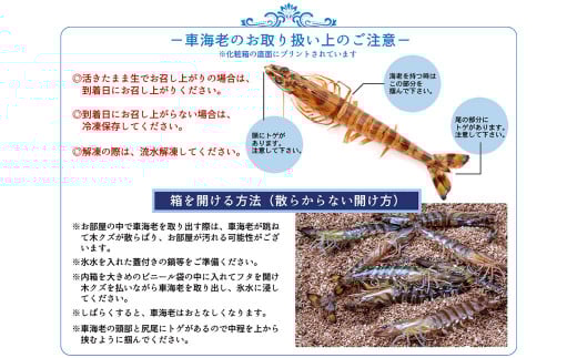【指定日必須】天草産 活車海老 250g【発送期間2024年11月25日から2025年4月30日】