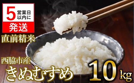 【数量限定】令和6年産 きぬむすめ　白米10kg　【5営業日以内発送】(22-64)