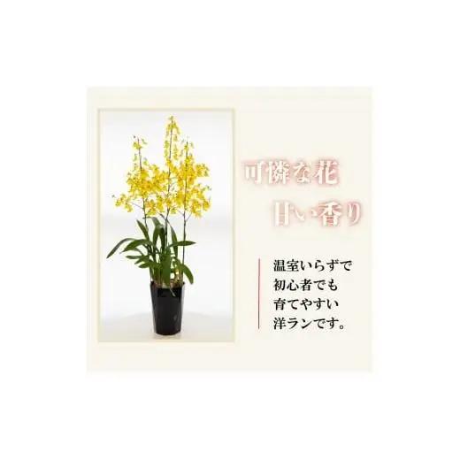 【12月から発送】オンシジューム ( アロハ・イワナガ ) １鉢 M~L ラッピング有 お花 花 はな フラワー インテリア 鑑賞 洋ラン 鉢 栽培 園芸 ガーデニング 初心者向け KN008