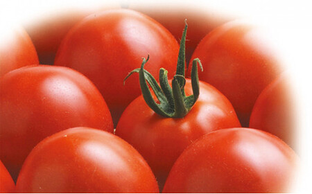 最高級 五つ星 至高のフルーツトマト pomodia ポモディア 約1.2kg（24～35個） [農事組合法人 た・から 山梨県 中央市 21470258] トマト とまと フルーツ 野菜 やさい 1