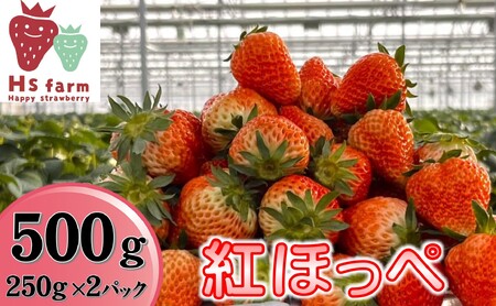 新鮮いちご〈品種：紅ほっぺ〉 500g (250g×2パック)【数量限定 / 先行予約】 旬の時期に収穫してすぐ発送！ 【 訳あり いちご フルーツ 旬 小分け 人気 岩手 陸前高田 】2025年1月中旬頃から順次発送