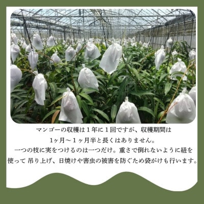 【2025年6月～7月頃の発送】贈答用のアップルマンゴー1kg【配送不可地域：離島】