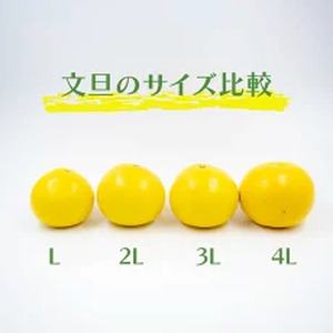 【2月上旬から発送】 訳あり 文旦 高知 5kg  L ～ 4L サイズ 混合 浦ノ内特産 早期予約 予約受付中 期間限定 季節限定 限定 旬 みかん ミカン ぶんたん 高知県 土佐文旦 柑橘 家庭用