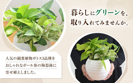 観葉植物ポトス オウゴンカズラ 3種 ボール形(白) 観葉植物 [ACYK007]