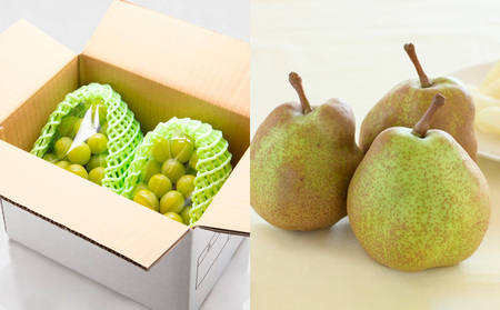 【定期便６回】厳選フルーツお楽しみ FY25-827