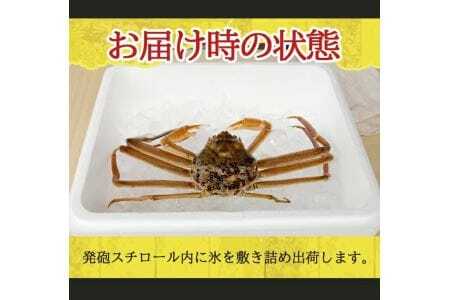 生・本ズワイガニ 1匹 350g程度 遊佐沖 10月中旬～12月下旬頃お届け 冷蔵便 ※着日指定・離島（沖縄県を含む）発送不可 1人前 東北 山形県 庄内地方 日本海 カニ 蟹 かに 海産物 シーフー