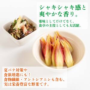 秀品 すさきのみょうが 1kg 生産量日本一 産地直送 かつおのたたき 薬味 高知県 高知 須崎 須崎市 かつおのたたき かつおのたたき かつおのたたき かつおのたたき