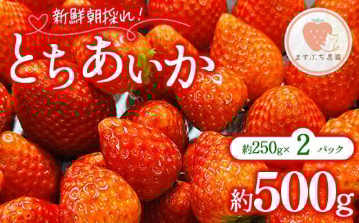 
            とちあいか 約500g（約250g×2パック）｜ いちご イチゴ 苺 果物 フルーツ 栃木県 宇都宮市 ※離島への配送不可 ※2026年1月中旬～4月下旬頃に順次発送予定
          