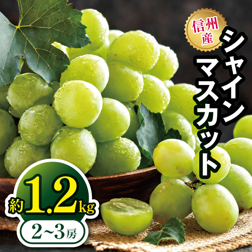 【ふるさと納税】【先行受付：9月発送】信州産 シャインマスカット 約1.2kg（2～3房）｜ふるさと納税 長野県 松本市 シャインマスカット フルーツ 果物 ぶどう