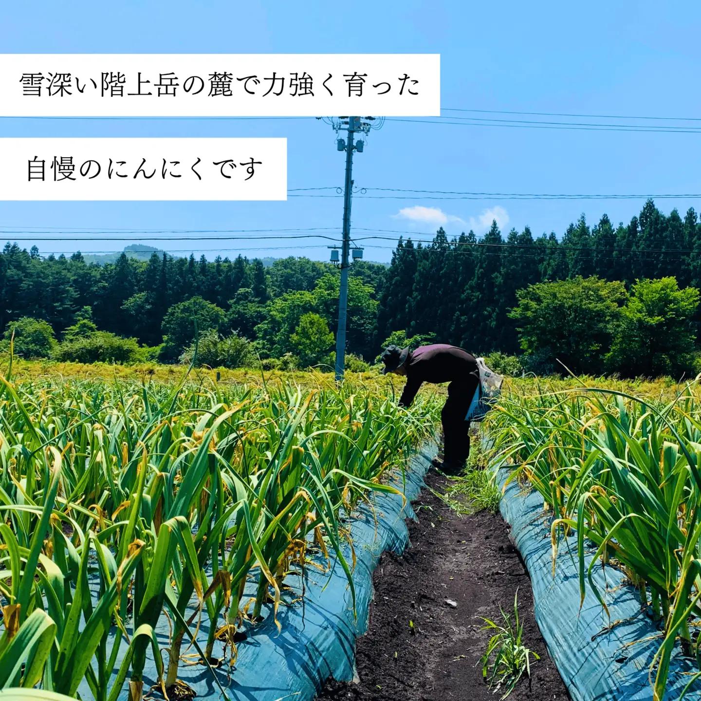 訳あり！料理に使いやすいバラにんにく！「青森県階上町産」乾燥バラにんにく　1kg