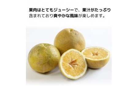 訳あり 愛南ゴールド（河内晩柑) 2kg 柑橘 愛南ゴールド 青果市場